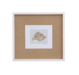 Neutral Shell Fresco - II Framed Print - Light Brown / White