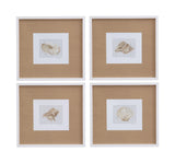 Neutral Shell Fresco - IV Framed Print - Light Brown / White