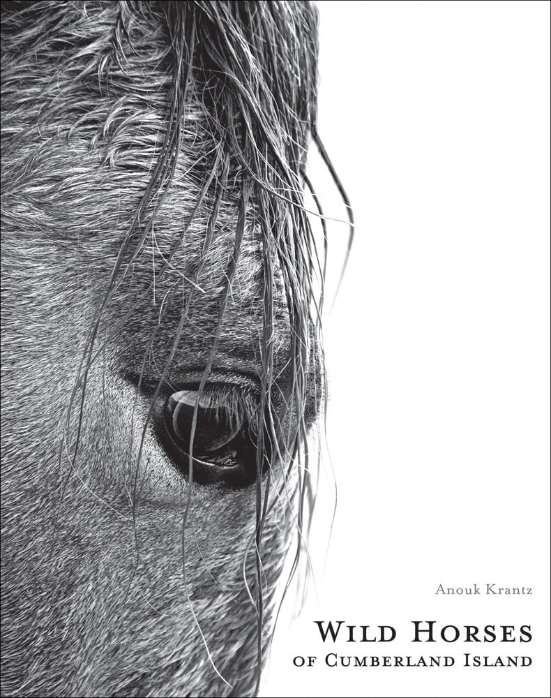 Wild Horses of Cumberland Island By Anouk Masson Krantz