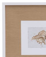 Neutral Shell Fresco - III Framed Print - Light Brown / White