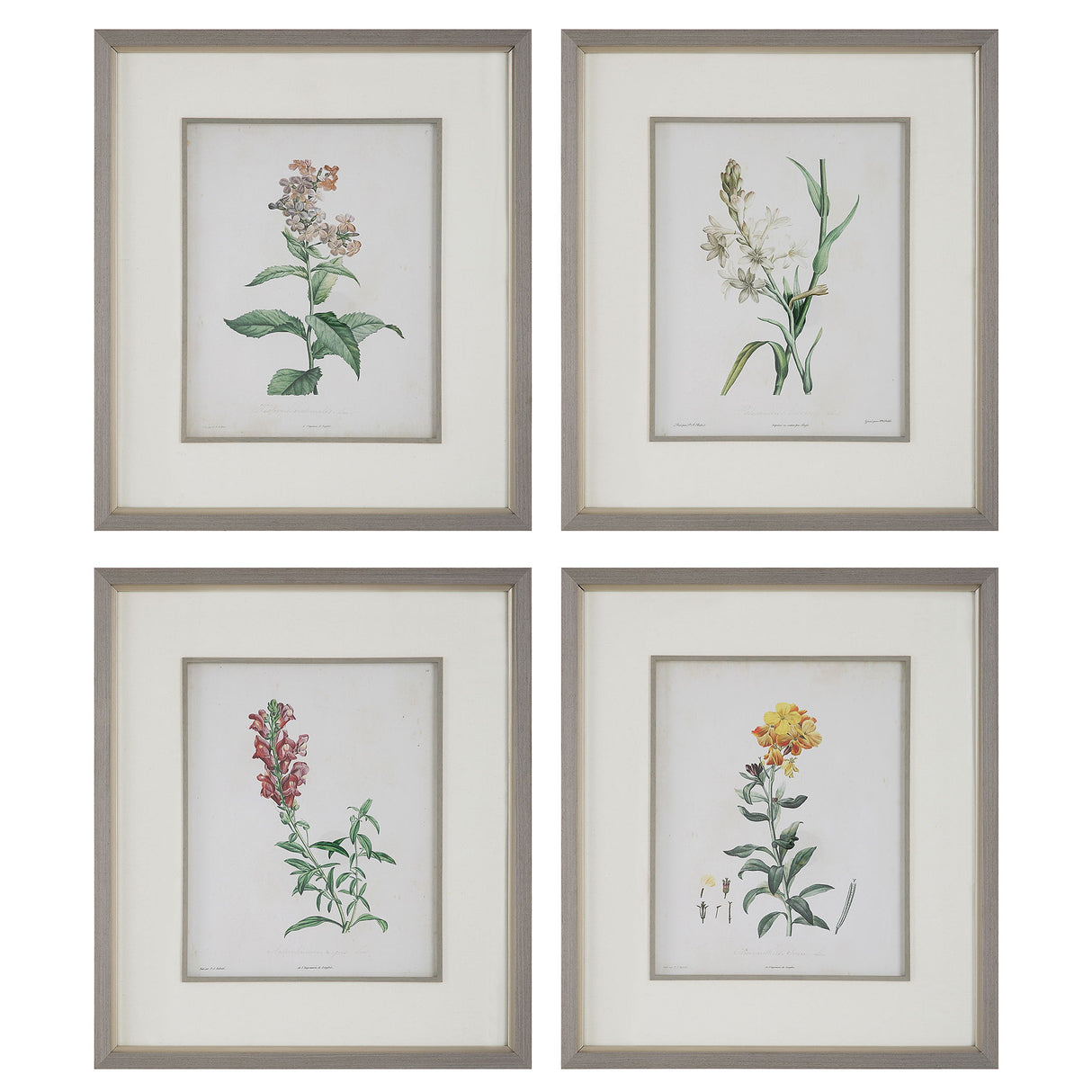 Heirloom Blooms - Study Framed Prints (Set of 4) - Green