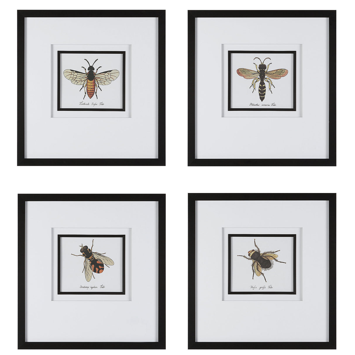 Anthophila - Framed Prints, Set Of 4 - Black